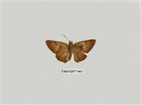 藏品(橙翅傘弄蝶)的圖片